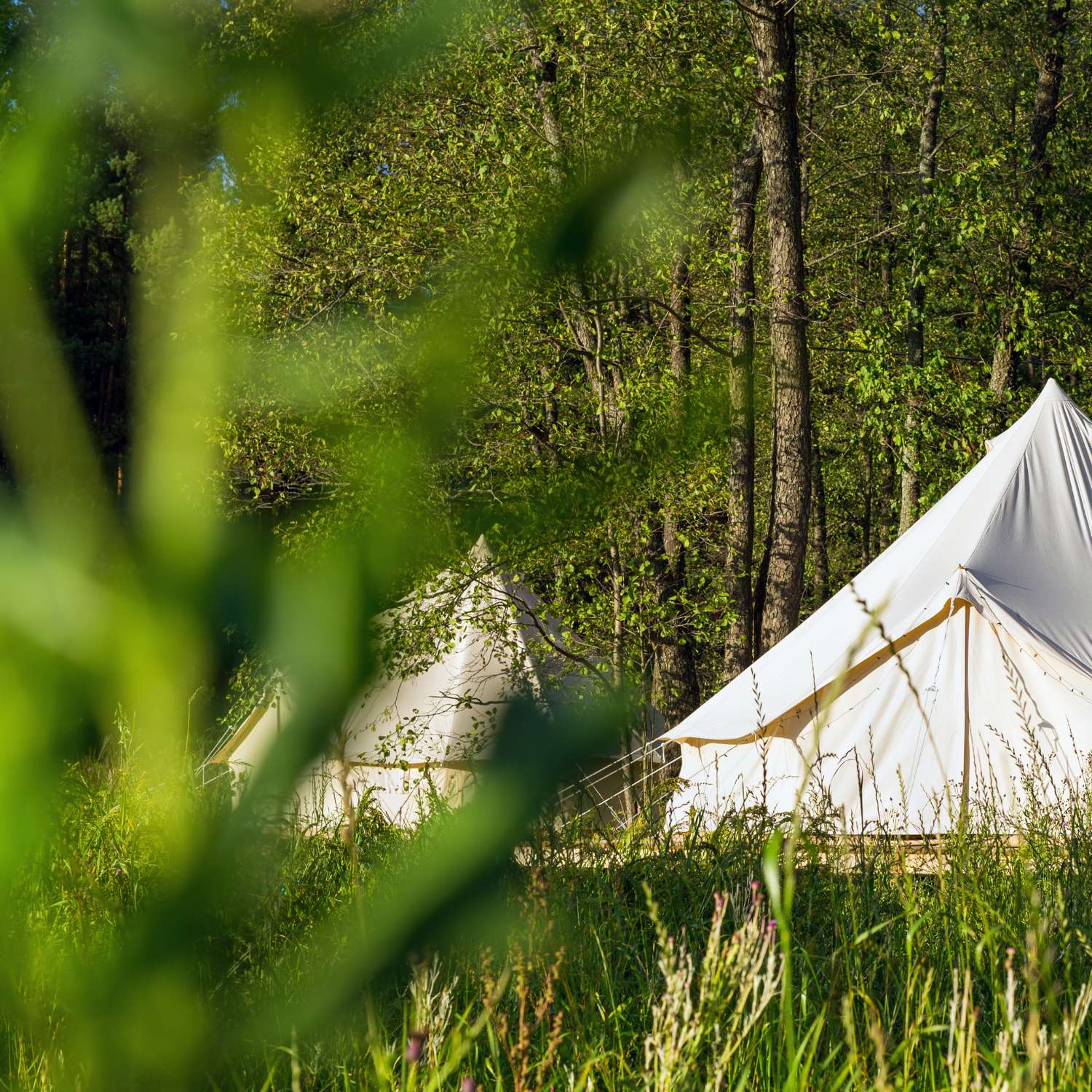 Bell Tents in the forest